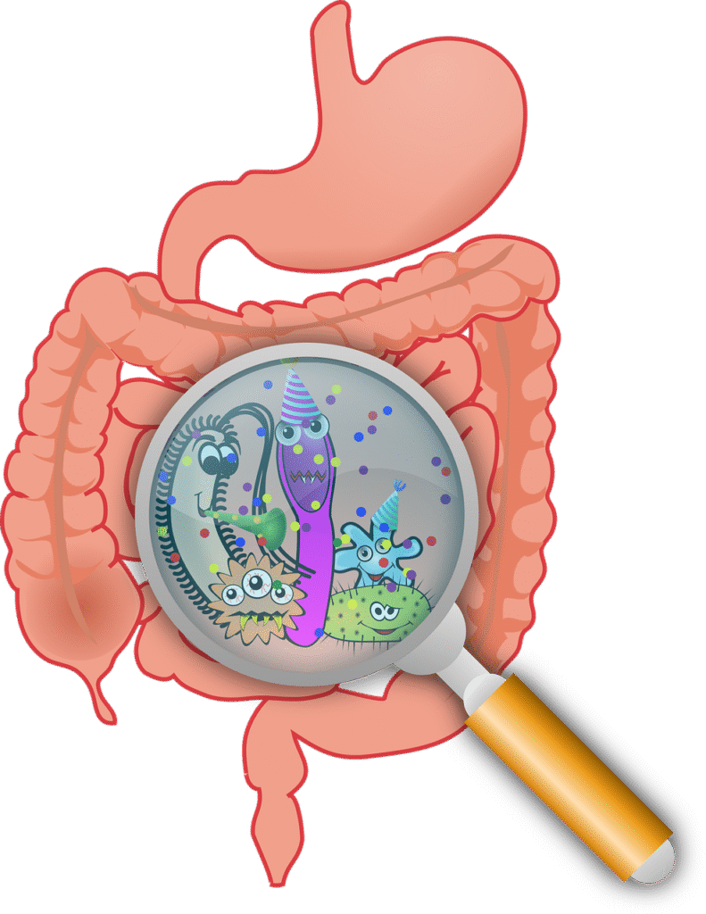 The Science Behind Weight Loss: What Really Works 4 Healthy gut bacteria illustration