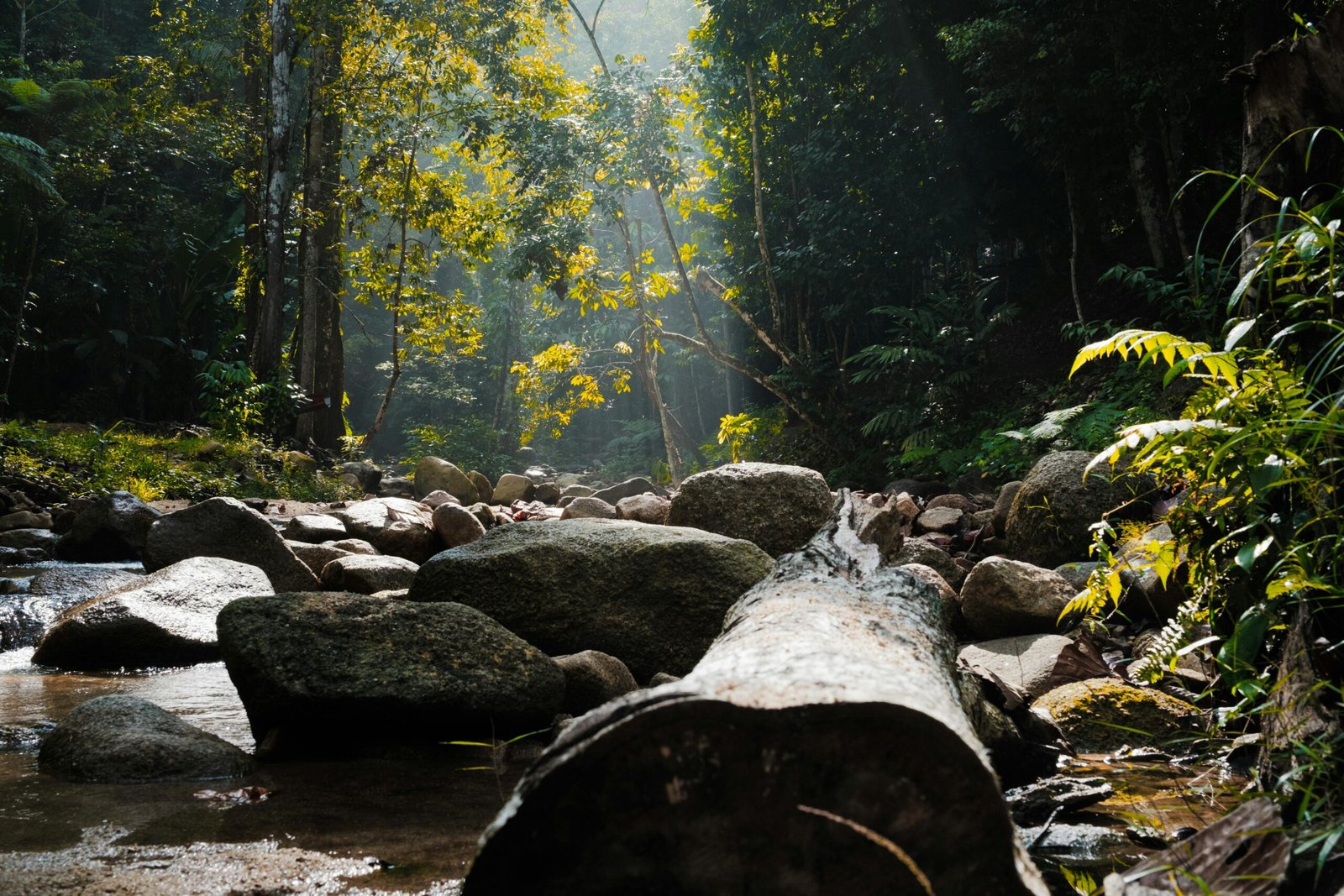 sunlight morning nature